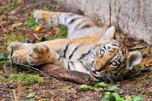 Aalborg Zoo