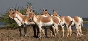 Kutch Desert Wildlife Sanctuary