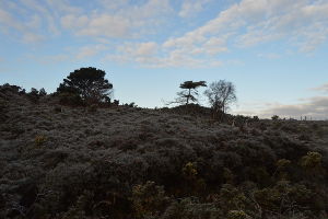 Studland and Godlingston Heath National Nature Reserve 