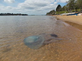Brownsea Island 