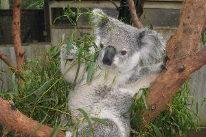 The Blackbutt Reserve