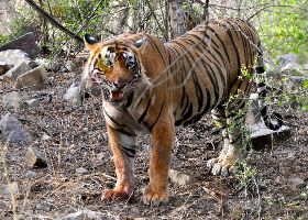 3 Days 2 Nights Ranthambore Tour Package by Beyond Stay Pvt. Ltd.