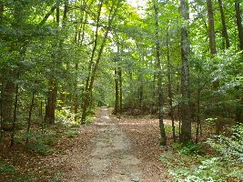Tolland State Forest