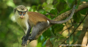 Boabeng Fiema Monkey Sanctuary