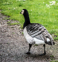 Fota Wildlife Park