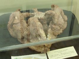 Educational Museum Gama D Eca