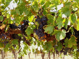 Barossa Valley