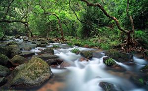Tai Po Kau Nature Reserve