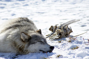 Grizzly and Wolf Discovery Center 
