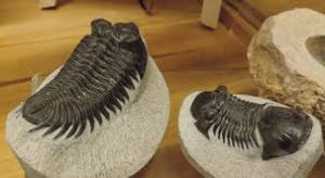 Museum of Natural Sciences