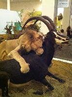 Midwest Museum of Natural History