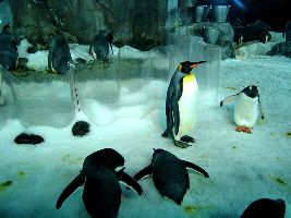 Kelly Tarltons Sea Life Aquarium