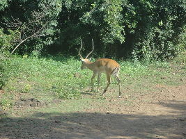 Kisumu Impala Sanctuary