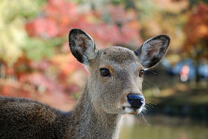 Rangapahar Reserve Forest