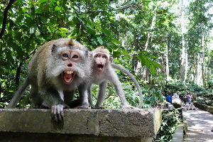 Visit Monkey Forest Road 