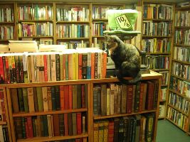 Paper Nautilus Bookstore