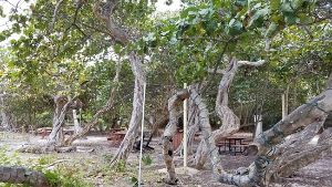 Hugh Taylor Birch State Park