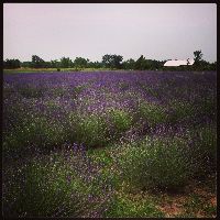 Washington Creek Lavender 