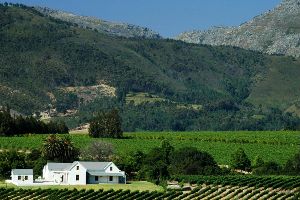 Alkmaar Boutique Vineyard