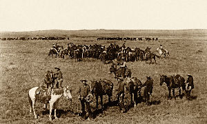 Wild West Heritage Buffalo and Longhorn Exhibit
