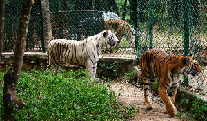 Bannerghatta National Park