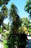 Garden Plants Montpellier