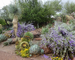 Carefree Desert Gardens