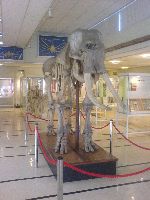 Cole Museum of Zoology