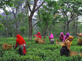 Tea Gardens of Palampur