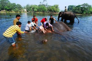 Wash Elephants at Dubare Elephant Camp