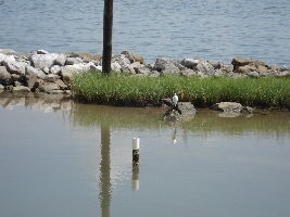 The Dauphin Island Sea Lab