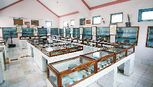 Shell Museums 