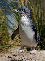 Melbourne Zoo