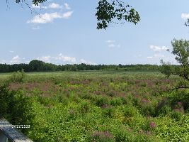 Hamlin Marsh