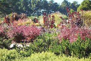 Humboldt Botanical Garden