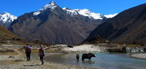 Laya Trekking 