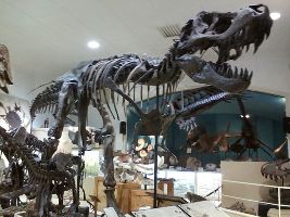 Museum @ Black Hills Institute