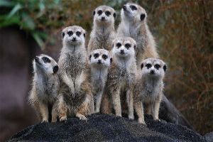 Bountiful Salonga National Park