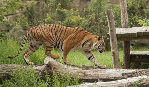 4 days 3 nights Coorg Nagarhole Kabini Holiday Package