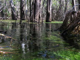 Restinga de Cabedelo National Forest