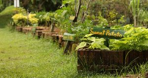 Bollywood Veggies