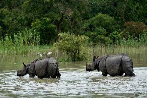 Kaziranga, Guwahati ,Shillong & Cherrapunji By Northeast Tour