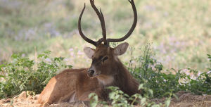 Manipur Zoological Garden
