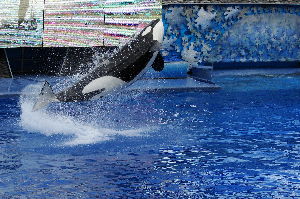 SeaWorld Orlando