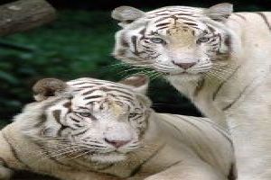 Visit The Dubai Zoo