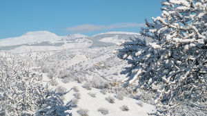 snow view 