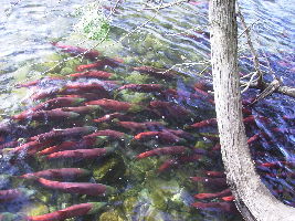 Adams River Salmon Run