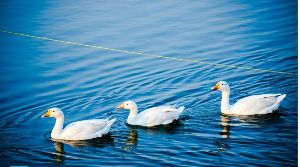 Padum PukhuriPadum Pukhuri