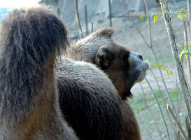 Tbilisi Zoo