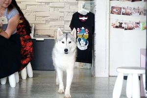 The Huskitory